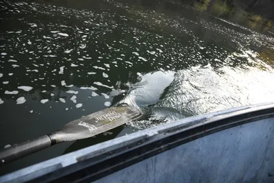 DSC_0308 (Large).JPG